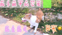 每日吃瓜51吃瓜,揭秘娱乐圈背后的那些事儿