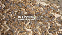 野生蝎子养殖方法,模拟自然，打造高效生态养殖环境”