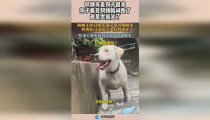 娱乐吃瓜酱阿姨卖小狗,阿姨无奈出售小狗，泪洒街头盼寻好主人”